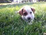 Kısa Bacak Orijinal Hareketli