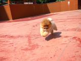 Secere Sertifikalı Teddyface Pomeranianboo Oğlumuz