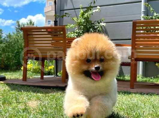 Secere Sertifikalı Teddyface Pomeranianboo Oğlumuz görsel