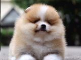 Pomeranian Boo Yavruları İzmir'De