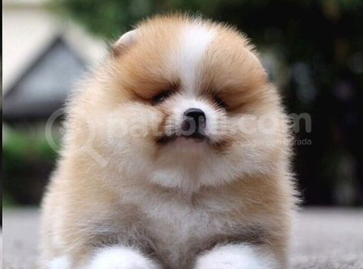 Pomeranian Boo Yavruları İzmir'De