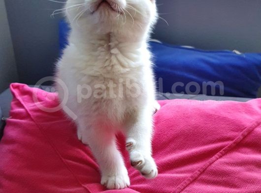 Scottish Fold Mavi Göz Silver görsel