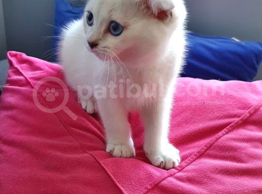 Scottish Fold Mavi Göz Silver görsel