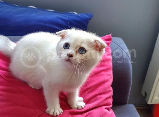 Scottish Fold Mavi Göz Silver görsel