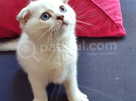 Scottish Fold Mavi Göz Silver görsel