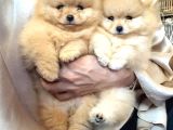 Pomeranian Boo Yavruları İzmir'De