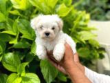Yavru Maltese Terrier