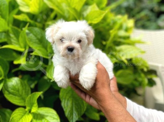 Yavru Maltese Terrier görsel