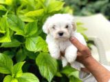 Yavru Maltese Terrier