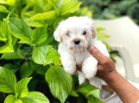 Yavru Maltese Terrier