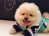 Pomeranian Boo Yavruları İzmir'De