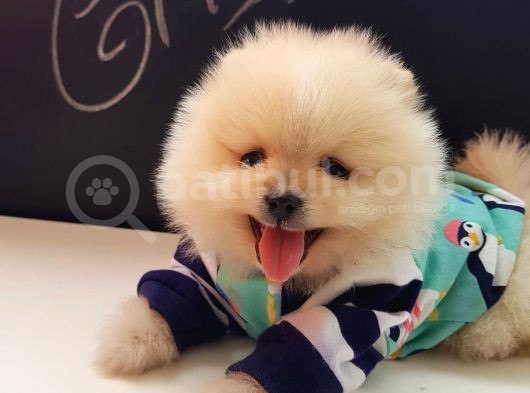 Pomeranian Boo Yavruları İzmir'De görsel