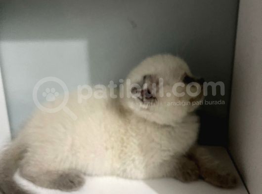 2 Aylık Scottish Fold Blue Point Erkek görsel