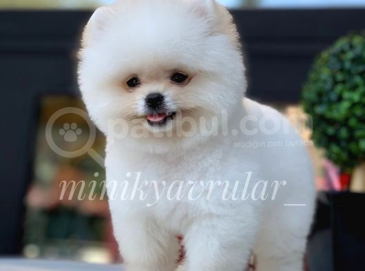 Irk Ve Sağlık Garantili Pomeranian Yavrularımız