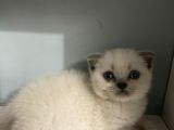2 Aylık Scottish Fold Blue Point Erkek