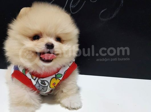 Pomeranian Boo Yavruları İzmir'De görsel