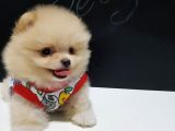 Pomeranian Boo Yavruları İzmir'De