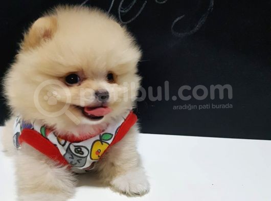 Pomeranian Boo Yavruları İzmir'De görsel