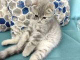 2.5 Aylık Özel Ve Oyuncu Bir Kedi