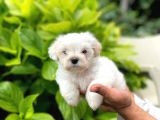Yavru Maltese Terrier