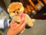 Çocuklarla Anlaşabilen Irk Pomeranian Yavrularımız