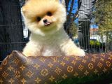 Irk Ve Sağlık Garantili Pomeranian Boo Yavrularımız