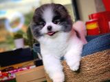 Aa Kalite Safkan Pomeranian Oğlumuz