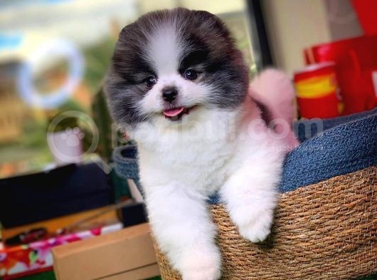 Aa Kalite Safkan Pomeranian Oğlumuz görsel