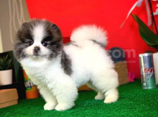 Aa Kalite Safkan Pomeranian Oğlumuz görsel