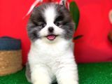 AA Kalite Safkan Pomeranian Oğlumuz