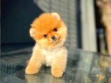 Çocuklarla Anlaşabilen Irk Pomeranian Yavrularımız