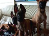 Bursa'Dan Malinois Yavrular