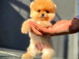 Çocuklarla Anlaşabilen Irk Pomeranian Yavrularımız