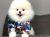 Safkan Pomeranian Arayanlara