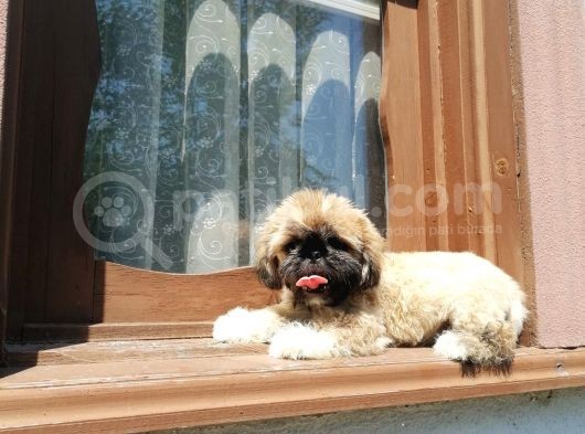 Tatlı Mı Tatlı Shih Tzu görsel