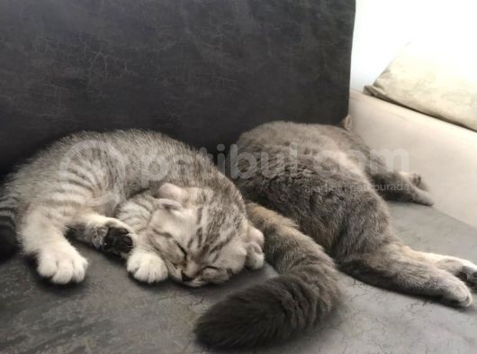 Oyuncu Yavru Scottish Kedi görsel