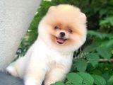 Irk Ve Sağlık Garantili Pomeranian Yavrularımız