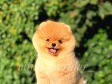 Ayıcık Surat Safkan Pomeranian Yavrumuz
