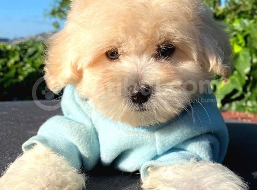 Malti̇poo Yavrular görsel