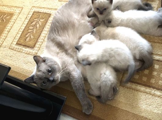 British Shorthair Blue Point Bebekler görsel