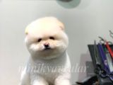 Ayı Surat Teacup Pomeranian Yavrularımız