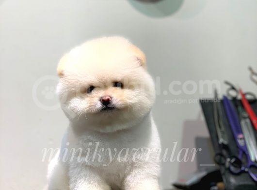 Ayı Surat Teacup Pomeranian Yavrularımız görsel