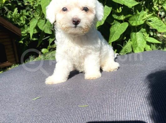 Sevi̇mli̇ Teacup Maltese Terri̇er Yavrular görsel