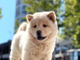 Baby Face Chow Chow Bebeğimiz