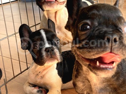 A Kalite French Bulldog Yavrular görsel
