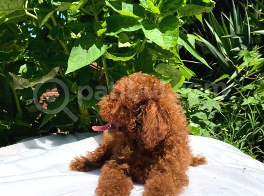 Red Brown Toy Poodle Yavrular görsel