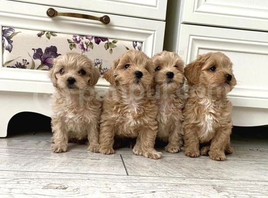 Mikroçipli Anne Altından Maltipoo Yavrular