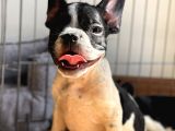 A Kalite French Bulldog Yavrular