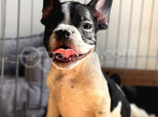 A Kalite French Bulldog Yavrular görsel