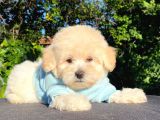 Malti̇poo Yavrular